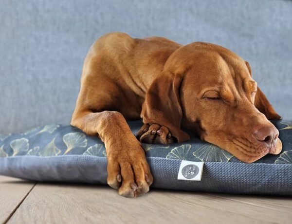 HOUSSE coussin à mémoire de forme