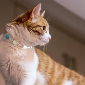 COLLIER ANTI TIQUES - COLLIER SURFEUR (petite taille)