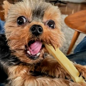 FRIANDISE NATURELLE - BARRE DE YAK - chien et chiot