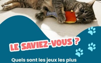 Quels sont les jeux les plus stimulants pour un chat ?