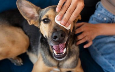 Allergies, pollen, sable : comment nettoyer les yeux de son chien en douceur ?